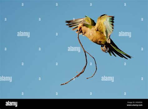 Monk parakeet in flight with nesting material Stock Photo - Alamy