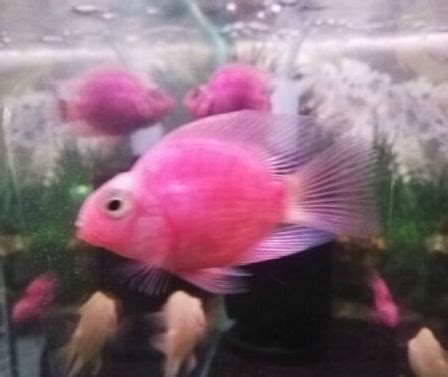 Pink Parrot Fish for Sale with FREE One-day Shipping