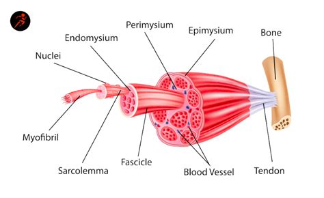 Muscle Fibers Explained: Type I and Type II (Slow & Fast Twitch ...