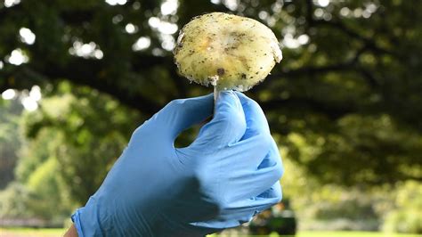 3 dead, 1 critically ill with 'death cap' mushroom poisoning symptoms ...