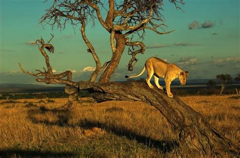 Lioness in their natural habitat, African savanna. Description from ...