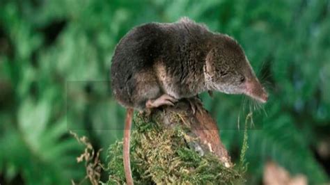 Interesting Shrew Facts - YouTube