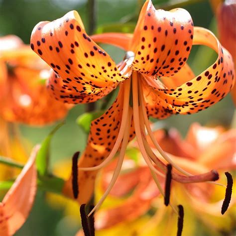 Orange Tiger Lily | American Meadows