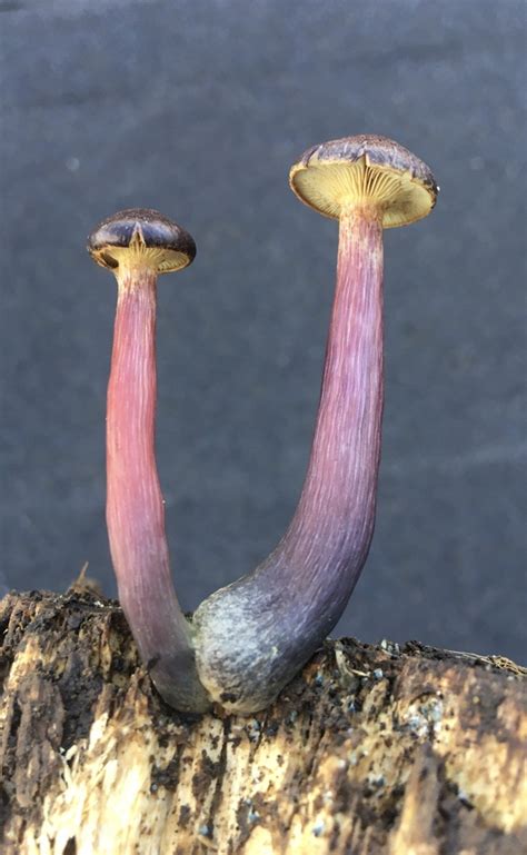 Gymnopilus purpuratus in August 2021 by Seymour Burgess · iNaturalist