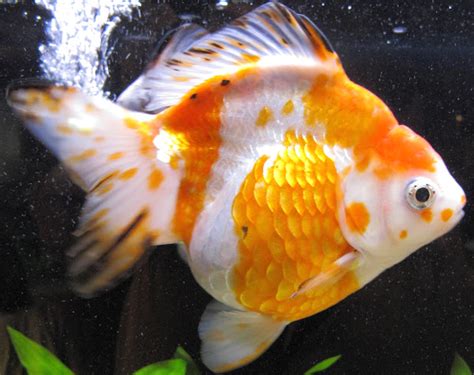 Ryukin Goldfish: Characteristics, Diet, Uses