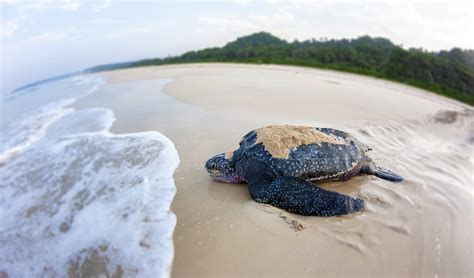 Andaman and Nicobar Islands – Long Term Ecological Observatories (LTEO ...