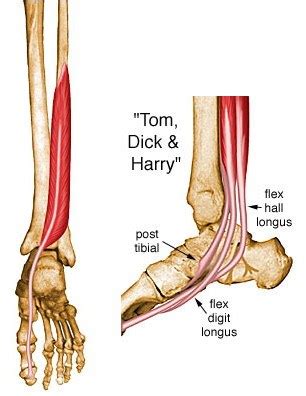 Flexor Hallucis Longus (FHL) - Anatomy - Orthobullets