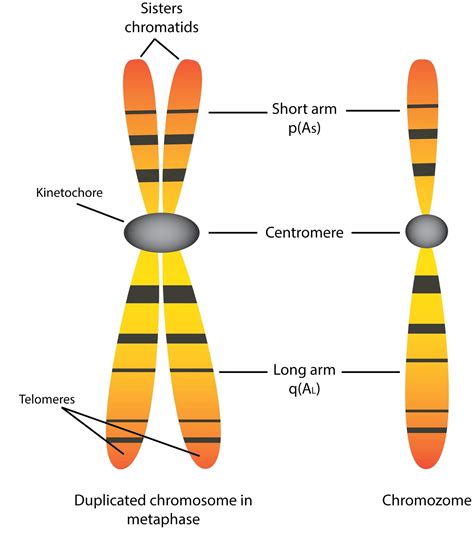 23 Chromosome Diagram