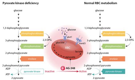 Targeting the red cell enzyme pyruvate kinase with a small allosteric ...