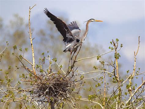 Great Blue Heron Nesting (All You Need To Know) | Birdfact