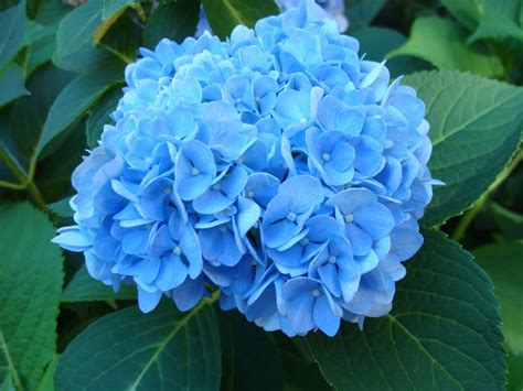 🔥 [40+] Blue Hydrangea Wallpapers | WallpaperSafari