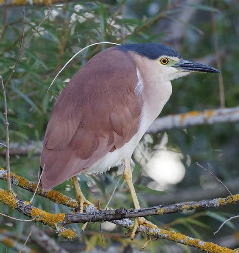 Bird of the month: Nankeen Night-Heron – Connecting Country