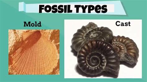 Explain How a Fossil Mold Is Different From Cast - Wilkinsontrust