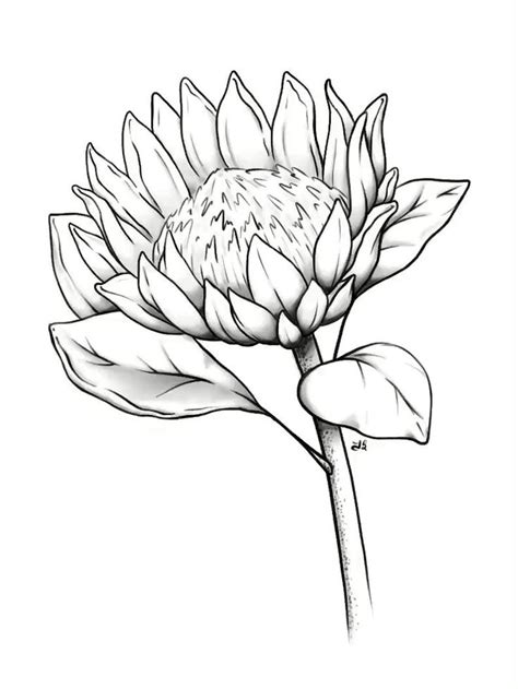 King Protea Sketch [Video] | Protea art, Flower sketches, Flower drawing