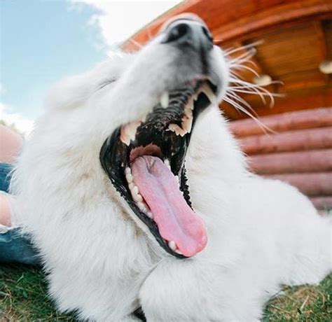 How Many Teeth Does A Border Collie Have