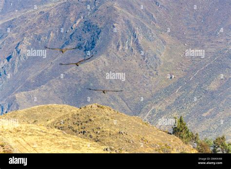 Flying condor over Colca canyon,Peru,South America. This is a condor ...