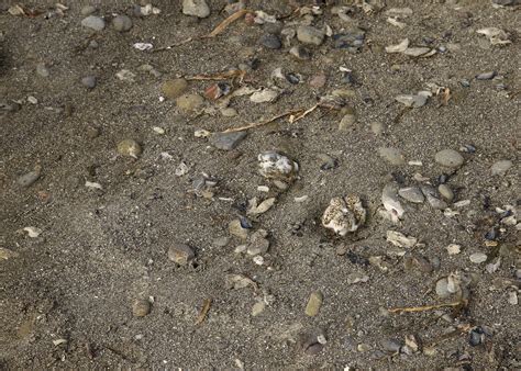 Camoflaged Snowy Plover chicks | Humboldt Co., CA | Matt Lau | Flickr