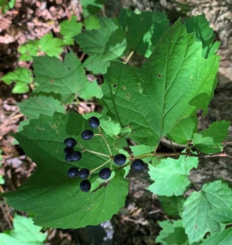 Forest Understory Plants | Trailside Museums and Zoo