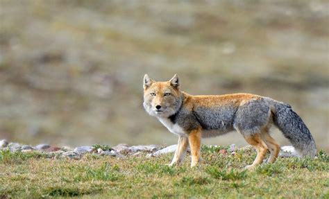 Wild Animals in Tibet - Wonders of tibet - Tibet Universal Travel