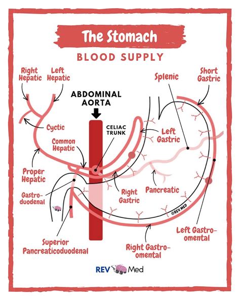 Stomach Anatomy Gastric Arterial Blood Supply Stomach Grepmed – Theme Route