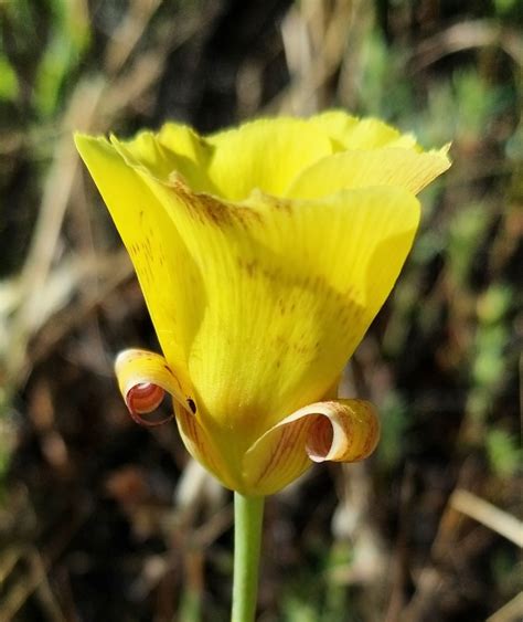 Calochortus luteus Calflora