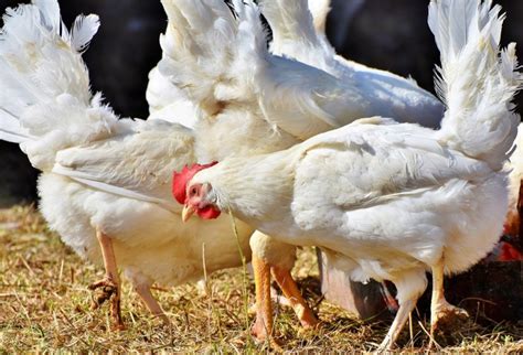 Top 50 Poultry Farming Tips, Ideas, and Techniques – Atilla Ayyıldız & Biz