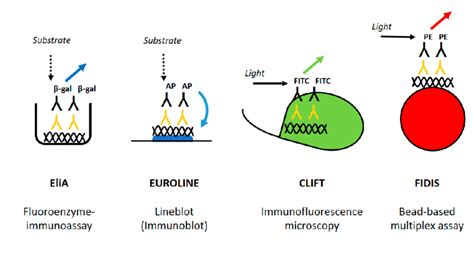 Principles of detection in the four anti-dsDNA assays evaluated in ...