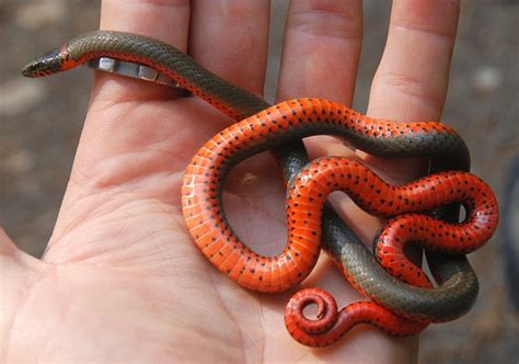 Ringneck Snake Facts and Pictures | Reptile Fact