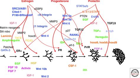 Hormone Action in the Mammary Gland