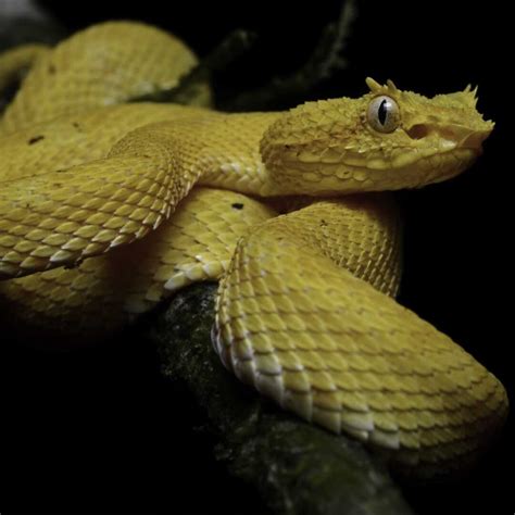 10 Fancy Facts About Eyelash Viper Snakes - Factopolis