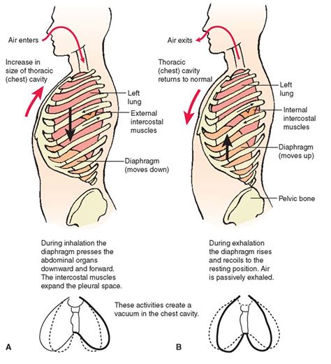 Pulmonary ventilation. (A) Inhalation (inspiration). (B) Exhalation ...