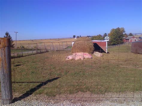 Amish Horses: Hog Farm