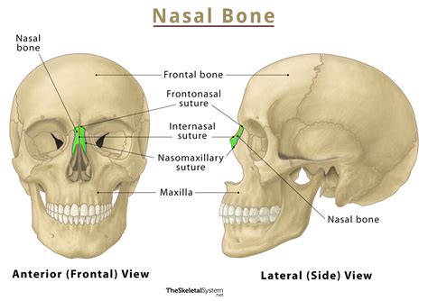 Nasal Bones: Location, Anatomy, & Functions With Diagram