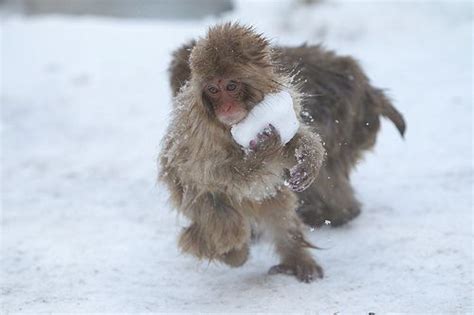 Baby Japanese Macaques make snowballs. They do not use them for any ...