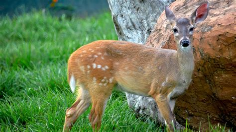 Venado Cola Blanca – Mamífero Nacional de Honduras – RedHonduras.com ...