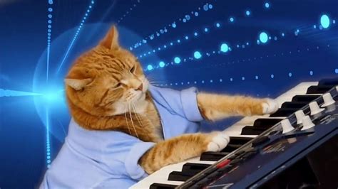 Meme Cat Playing Piano HD wallpaper | Pxfuel