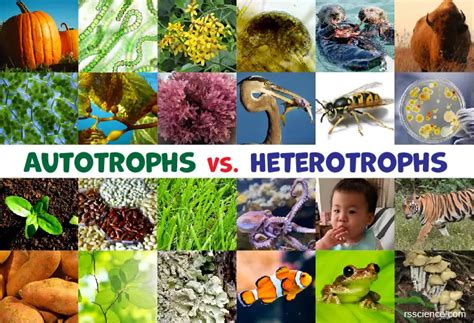 Is an Oak Tree a Autotroph or Heterotroph