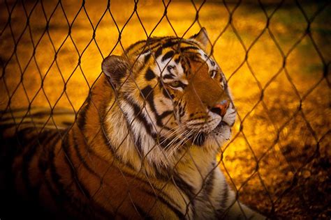 LSU Mike the Tiger Photograph by Daniel Landry - Fine Art America