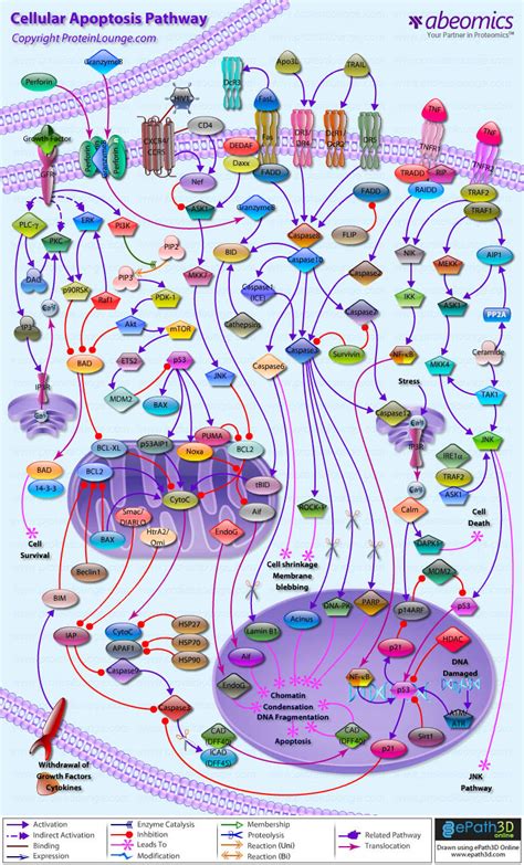 Cellular Apoptosis Pathway