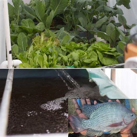 Tilapia Fish Farming in Aquaponics - a Full Guide | Agri Farming