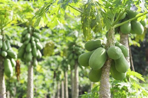 Papaya Leaf Tea Benefits | livestrong