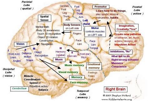 Brain Function Map ~ AFP CV