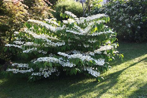 Viburnum plicatum tomentosum Mariesii My pride and joy of viburnums. Ok ...