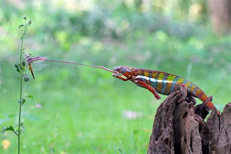 How Long Are Chameleons' Tongues?