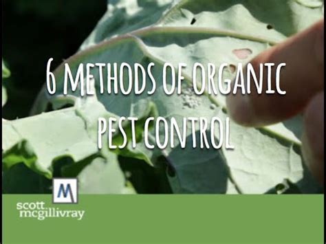 6 Methods of Organic Pest Control - YouTube