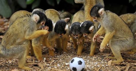 Cute monkeys playing soccer/football (4 pics) | Amazing Creatures