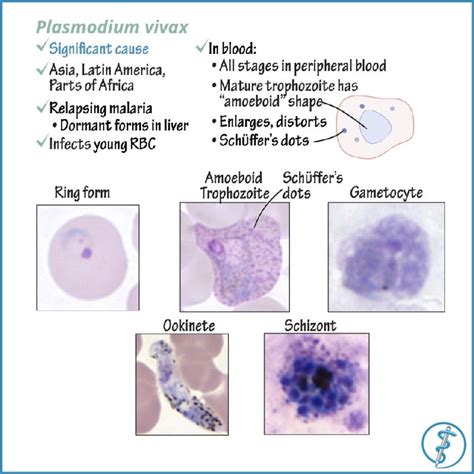 Plasmodium vivax is a significant cause of Malaria outside of Africa ...