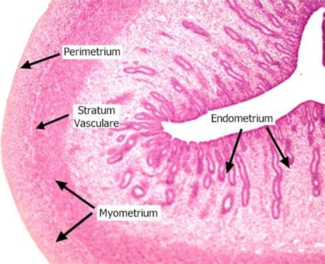 Exercise 49: Histology of Female reproductive system Flashcards | Quizlet