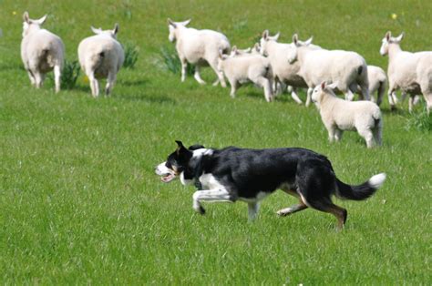 Herding Dog Brings Sheep Home | The Bark