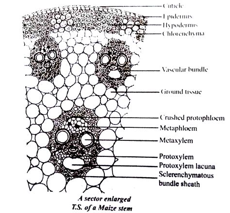 Monocot Stem Labelled Diagram